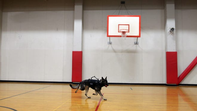 University of Iowa Police Department K9 Jago plays fetch prior to the appearance of Republican presidential candidate Donald Trump at the University of Iowa Field House in Iowa City on Tuesday, Jan. 26, 2016.