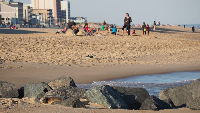 A seal lays on the beach in Ocean City on Sunday, Feb. 19.